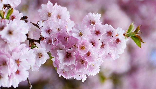 Japanische Zierkirsche mit rosa Blüten
