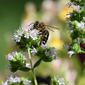 Oregano gilt als bienenfreundlich, ist gesund und gedeiht auch auf dem kleinsten Gründach | Bild: beasjrkf